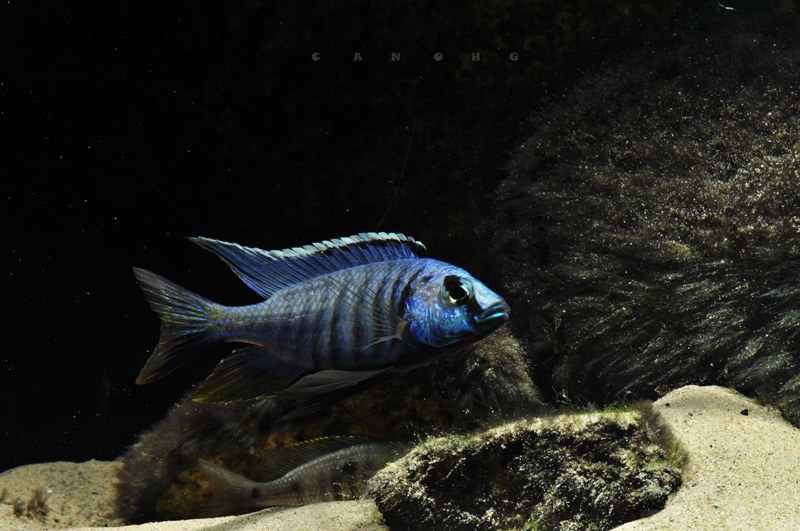 Copadichromis azureus